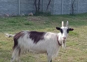 Sprzedam kozy