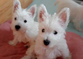West Highland White Terrier  CMO-0  ZKwP FCI suczka :-)