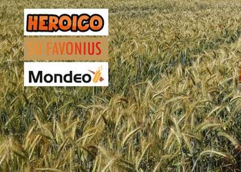 Pszenżyto ozime Heroico, SU Favonius., Mondeo