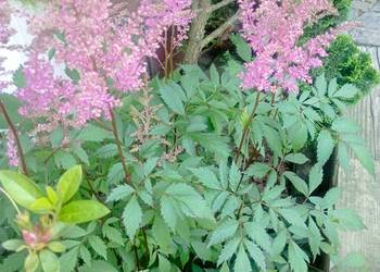 Tawuła różowa i bordowa