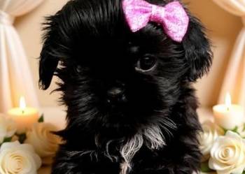 Suczka rasy Shih-Tzu szuka domku