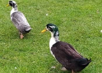 Kaczory - dworka / staropolski / biegus