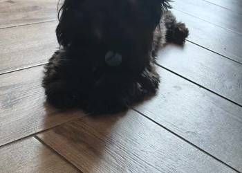 yorkshire terrier black 8 miesięcy