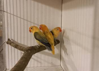 Nierozłączki fischera