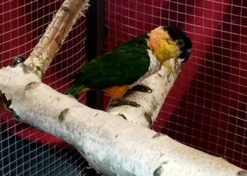 Barwinka Czarnogłówka samiec