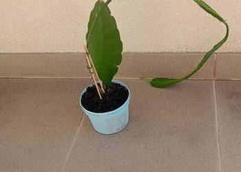 Epifilum. Epiphyllum. Kaktus do domu lub biura.
