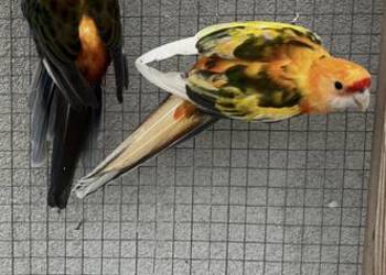 Rozelle królewskie  szeki pomarańczowe