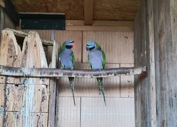 Aleksandretty Chińskie - para