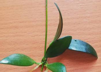 Hoya hoja hoia leytensis unikatowa roślina kolekcjonerska szczepki sadzonki