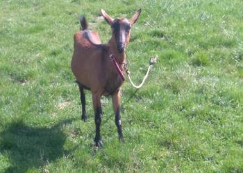 koza  alpejska za  drugim ukotem