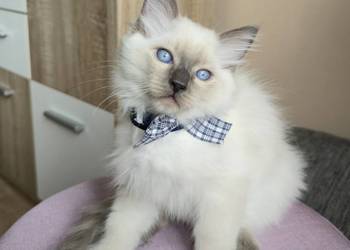 Rasowy kot Ragdoll
