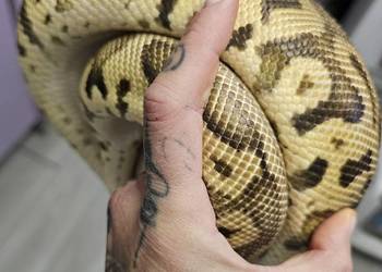 Dorosla samica pyton królewski gotowa na sezon leopard