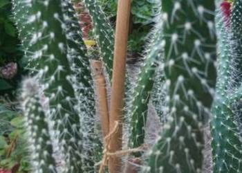 Kaktusy Opuncja białowłosa 35-40cm kaktus sukulent