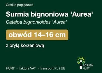 Surmia bignoniowa 'Aurea' obwód 14-16 cm, z bryłą – HURT