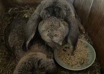 Baran francuski samiec