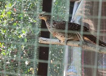 Bażanty królewskie parka