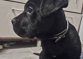 Szczeniaki Cane Corso