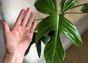 Filodendron Florida green domowa uprawa