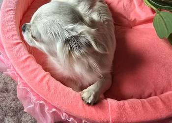 Chihuahua biało kremowa 1,5 roku Zarezerwowana do 22.09