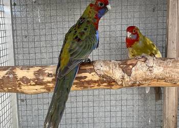 Rozelle królewskie 2025r.