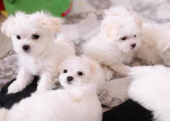 Maltańczyk szczenię-boy