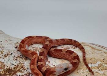 Piękny samiec węża zbożowego Bloodred Pied Sited  Hypo het Amel