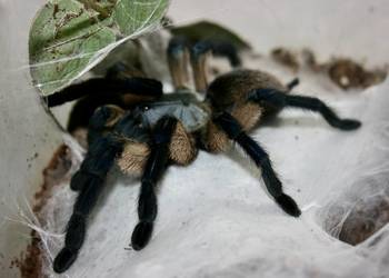 Monocentropus balfouri samica adult