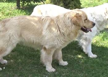 Golden retriever 14 miesięczny