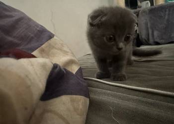 Oddam kocięta szkockie w zamian za...