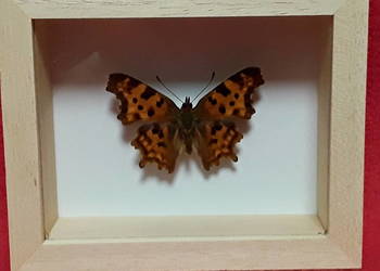 Motyl w ramce 10 x 8 cm . Polygonia c-album L.