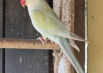 Aleksandretty Obrozne