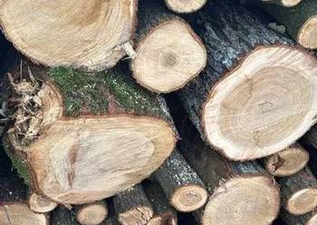 Drewno do wędzenia kominkowe opałowe Dąb dębowe 1kg 4L wysyłka suche