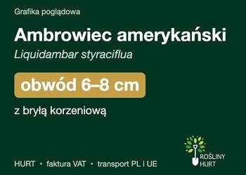 Ambrowiec amerykański obwód 6-8 cm, z bryłą – HURT