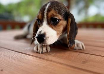 Śliczna suczka rasy Beagle z rodowodem