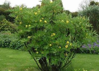 Piwonia YELLOW QUEEN Paeonia delavayi var. rarytas