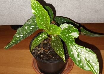 Begonia nr 2, roślina rosnąca