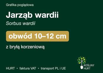 Jarząb wardii (Sorbus wardii) obwód 10-12 cm, z bryłą – HURT