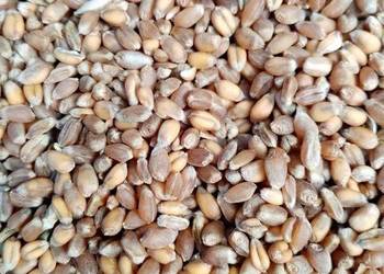 Pszenica oźima zbiór 2025 Pszenica oźima zbiór 2025