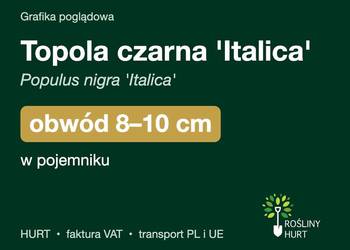 Topola czarna 'Italica' obwód 8-10 cm, w pojemniku – HURT