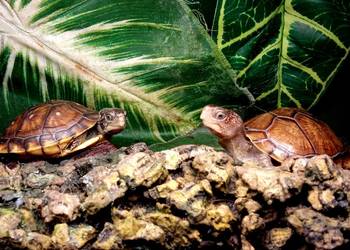 Młode Terrapene carolina triunguis cb2025