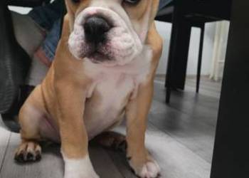 Buldog angielski