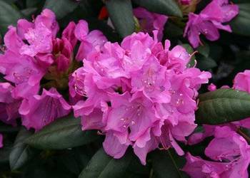 Różanecznik 'Roseum Elegans/Rhododendron 'Roseum Elegans' C5
