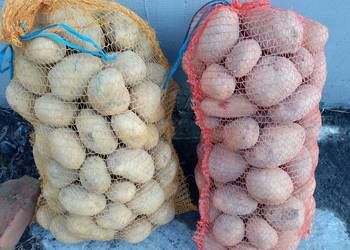 Sprzedam ziemniaki żółte smaczne