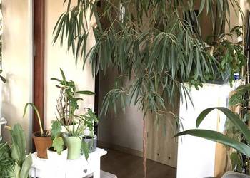 fikus wierzbolistny Alii z domowej uprawy