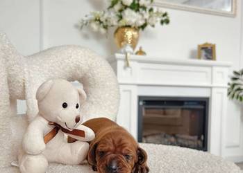 Śliczny piesek Jamnik miniaturka