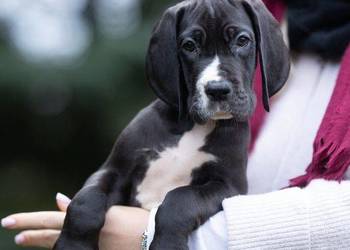 Suczka dog niemiecki czarna rodowodowa pomprzebadanych rodzicach