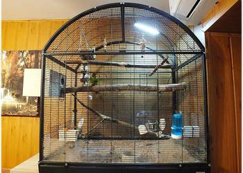 Ogromna Duża Klatka - Woliera + Papugi parka lęgowa Modrolotek Papugi Kozy