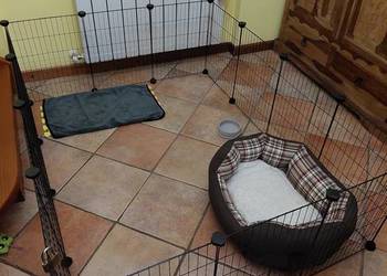 Solidny wybieg dla małych zwierząt kojec klatka odporna