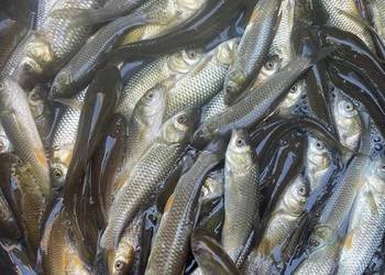 Ryby narybek Karpia karp Lin Karaś koi złoty Jesiotr Albinos Amur Tołpyga