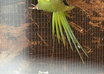 Samiec aleksandretty